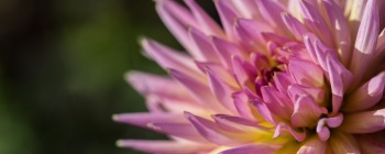 chrysanthemum-flower-colour-cropped