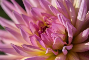 chrysanthemum flower small colour